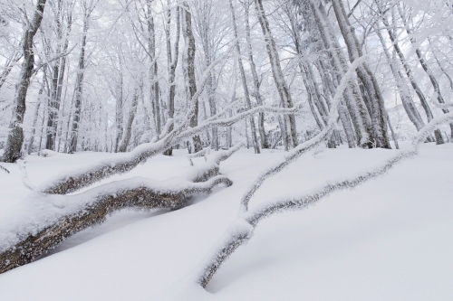 12-nature-photography-forest-photography-vosges-france